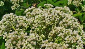 Eupatorium perfoliatum